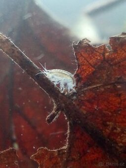 Lebendfutter - hyalella azteca (gammarus)