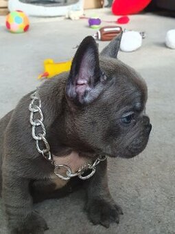 WhatsApp +4915510295604 Französische Bulldogge Welpe verfügb