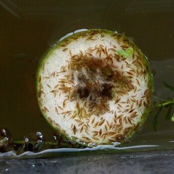 Lebendfutter - hyalella azteca (gammarus)