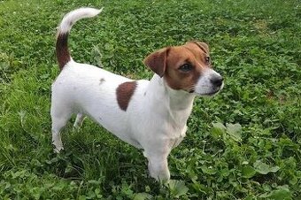 WhatsApp +4915510295604 Jack Russell Terrier Welpe verfügbar