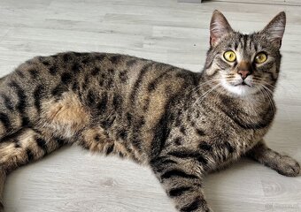 Kater 🐈⬛