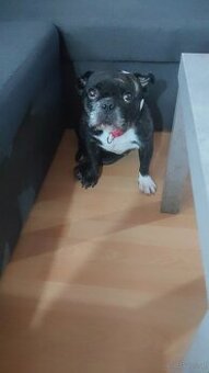 Französisch Bulldog - 1