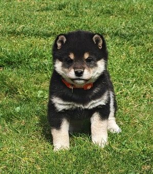 Shiba inu Welpen