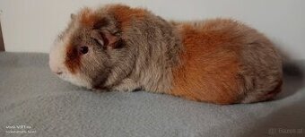 Wolly Cuy Riesenmeerschweinchen