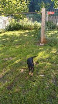Müssen uns  leider von unseren Hund trennen dackel mudi Misc