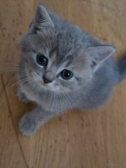 Bkh kitten suchen zuhause