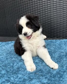 WhatsApp +4915510295604 Schwarz-weiße Australian Shepherd We