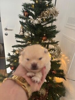 Pomeranian (Zwergspitz Welpen)