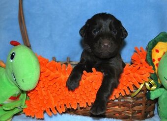 Flat coated retriever - braune hunde