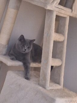 Bkh katze