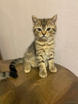 Katze