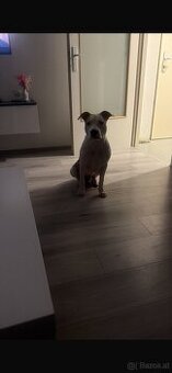 Am Staff