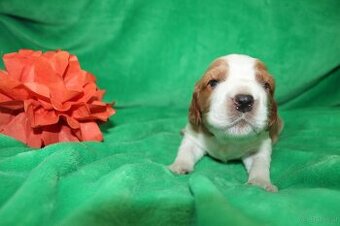 Welsh Springer Spaniel-Welpen mit Stammbaum Zertifikat zum