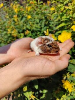 Meerschweinchenbabys zu verkaufen