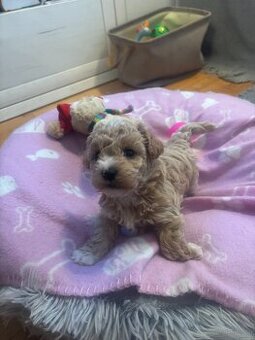 Zauberhafte Kleinpudel-Havaneser Welpen suchen ihr Herzenszu