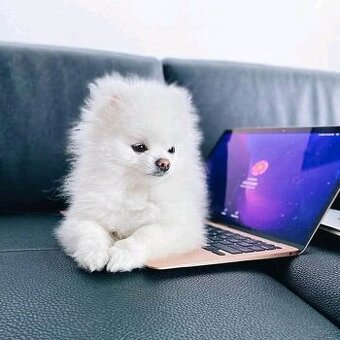 Pomeranian-Welpen zu verkaufen
