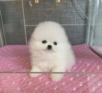 Pomeranian-Welpen