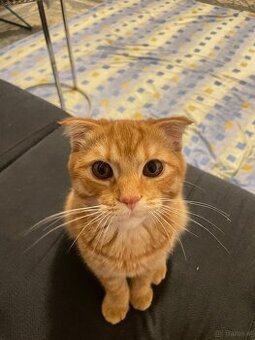 Scottish-Fold-Kätzchen zu verkaufen