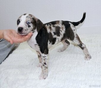 Louisiana Leopard Dog - Catahoula