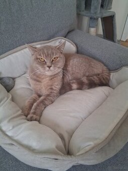 Britisch kurhaar Katze