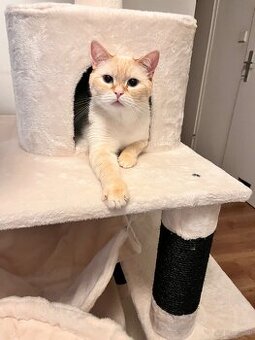 Katze sucht neues zu Hause