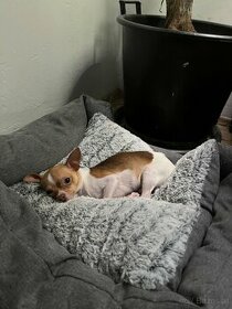 Chihuahua - 1