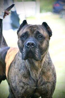 Perro de Pressa Canario