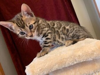 Bengalkatzen WhatsApp: +436703013912
