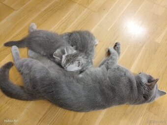 Britisch kurzhaar kitten
