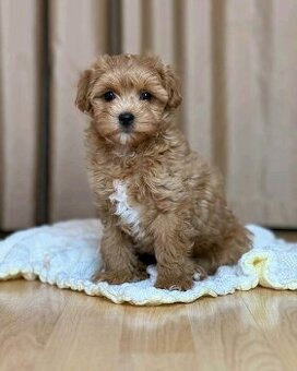 Maltipoo-Welpen zu verkaufen