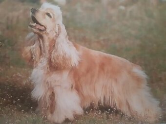 Spaniel reinrassig