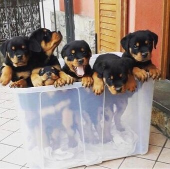 Rottweilerwelpen