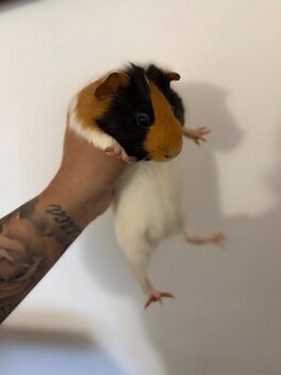 Junge Meerschweinchen-Dame "Jenny" (Weibchen, aus Zoohande