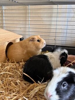 Meerschweinchen Mädels 3stück inkl. Transportbox