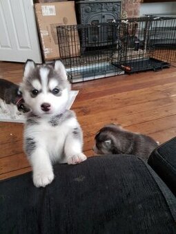 Zwei Siberian Husky Welpen