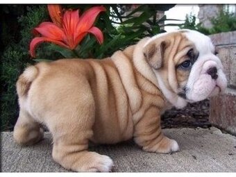 Niedlicher englischer Bulldoggenwelpe