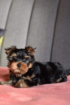 Yorkshire Terrier Welpe (Toy Yorkshire Terrier)