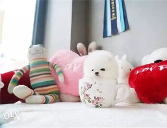 Pomeranian-Welpen