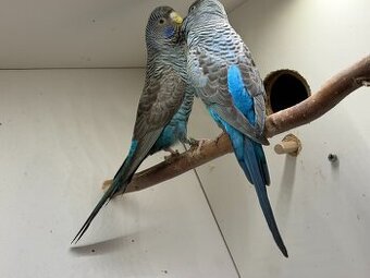 Blackface Blackwings wellensittich