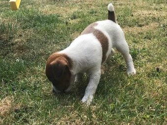 Bezaubernde Jack Russell Welpen