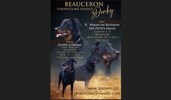 Beauceron