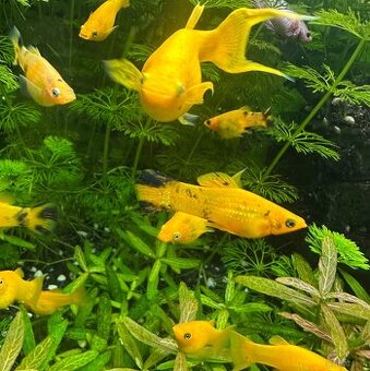Mollys, Platys und noch mehr zum verkaufen 🐟