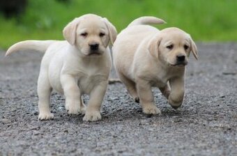 Labradorwelpen zu vermitteln