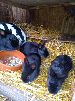 Zwergschecken Kaninchen schwarz 8wöchig