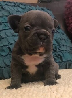 Niedliche Französische Bulldoggenwelpen