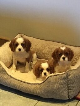 Cavalier King Charles Spaniel Welpen abzugeben