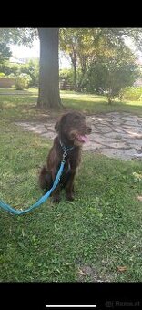 Labrador mix 1 jahr ( Dringend )