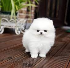 Familienfreude: Pomeranian-Welpen