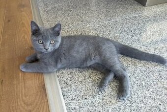 BKH kitten