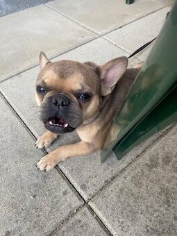Französische Bulldogge